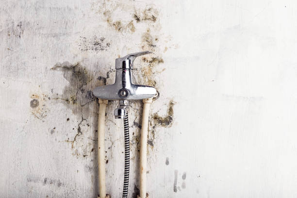 Best Home Mold Removal  in Lukachukai, AZ