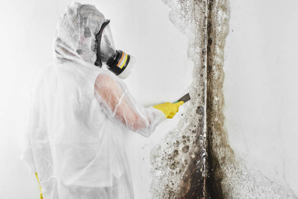 Attic Mold Removal in Lukachukai, AZ