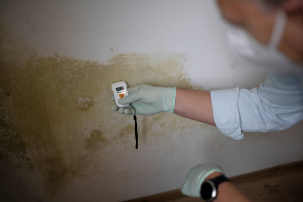 Best Home Mold Removal  in Lukachukai, AZ