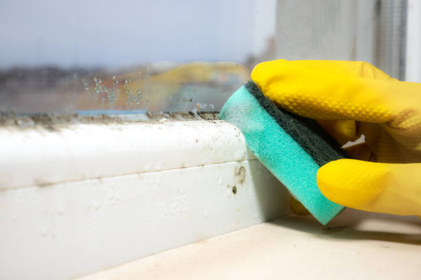 Professional Mold Removal in Lukachukai, AZ