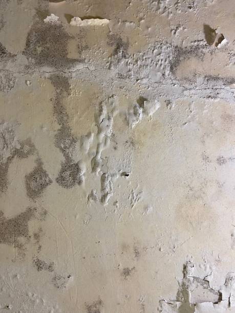  Lukachukai, AZ Mold Removal Pros