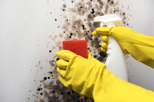 Best Mold Testing  in Lukachukai, AZ