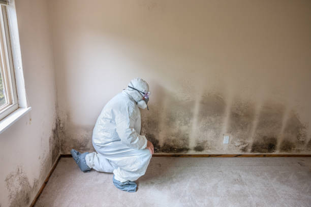 Certified Mold Removal in Lukachukai, AZ