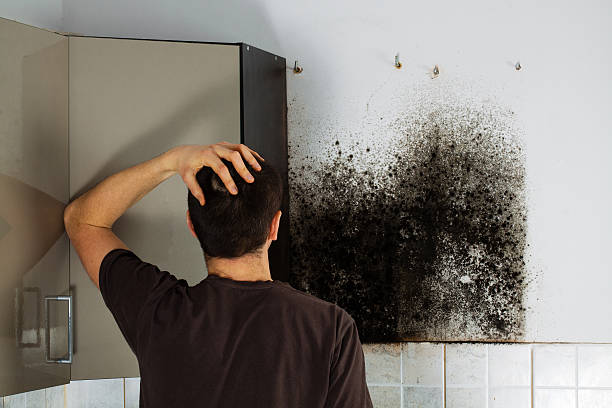 Best Toxic Mold Removal  in Lukachukai, AZ