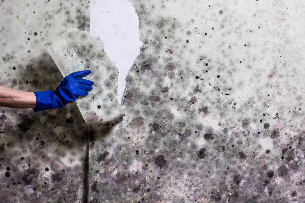 Best Emergency Mold Removal  in Lukachukai, AZ
