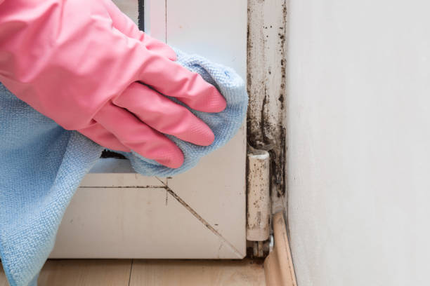 Best Professional Mold Removal  in Lukachukai, AZ
